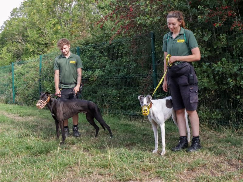 Greyhound for adoption in Evesham, Worcestershire – 4 years old - Image 2 of 3