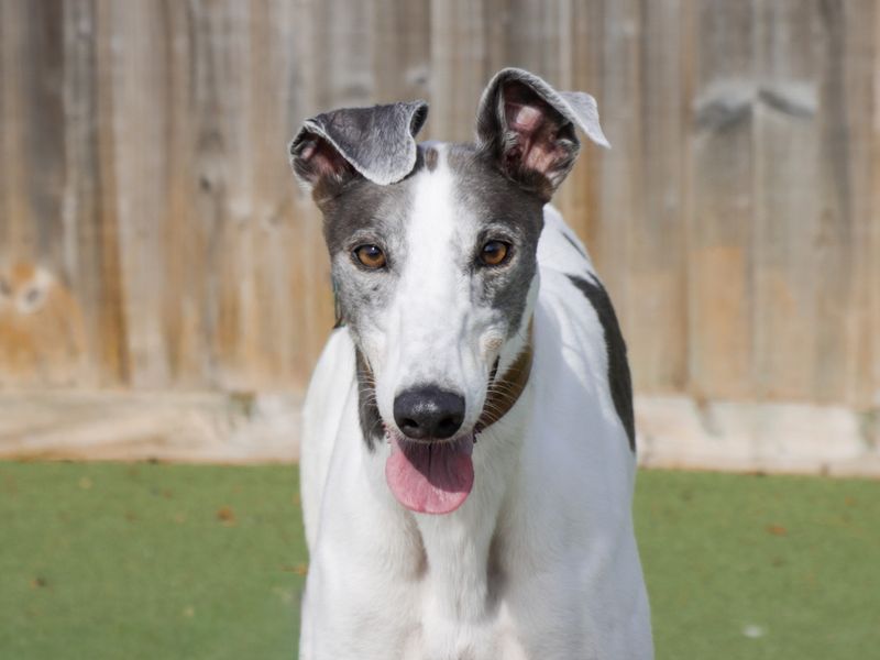 Greyhound for adoption in Evesham, Worcestershire – 4 years old - Image 3 of 3