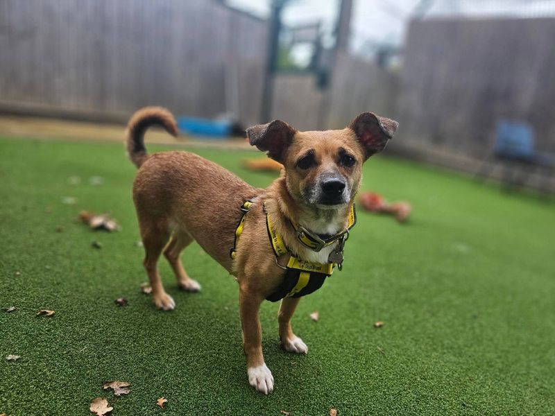 Jack Russell Terrier for adoption in Newbury, Berks – 6 years old