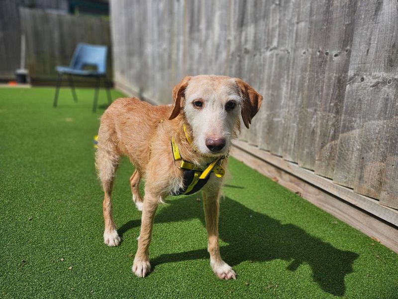 Archie | Retriever (Labrador) Cross | Newbury (Berkshire) - 1