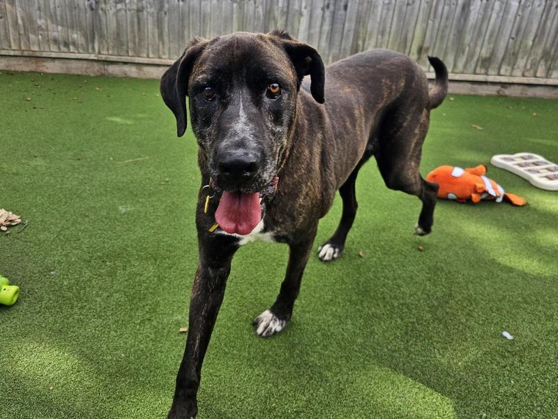 Mastiff for adoption in Newbury, Berks – 8 years old - Image 4 of 4