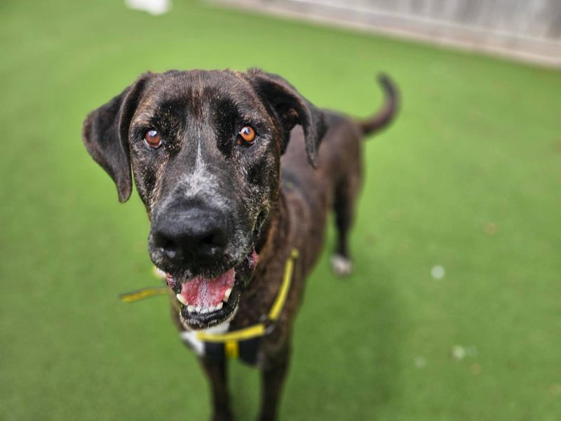 Mastiff for adoption in Newbury, Berks – 8 years old