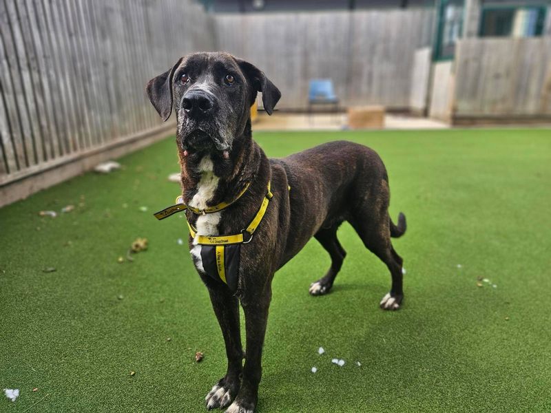 Mastiff for adoption in Newbury, Berks – 8 years old - Image 3 of 4