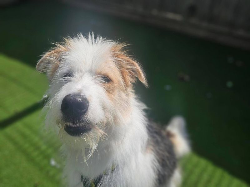 Charlie | Crossbreed | Newbury (Berkshire) - 1