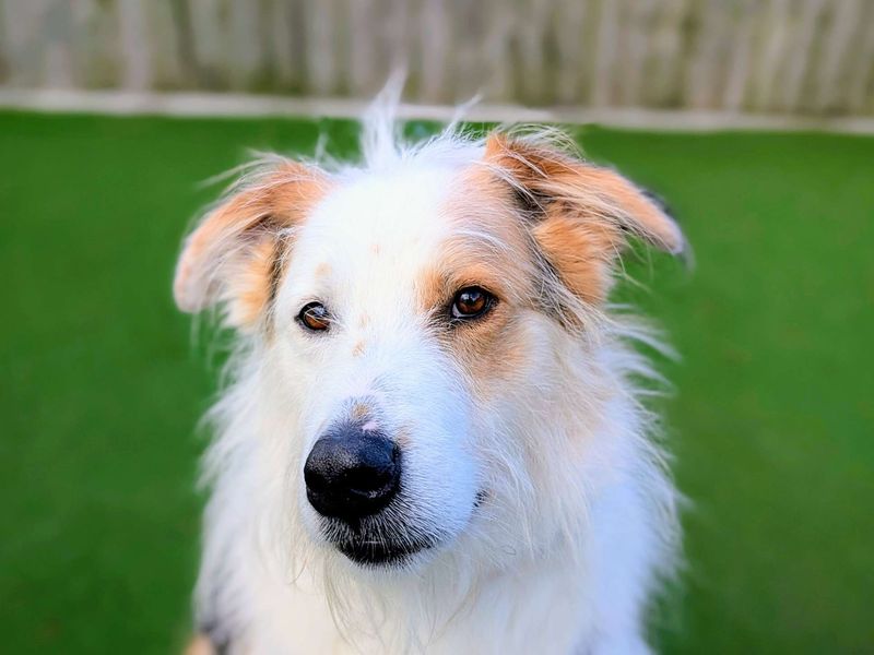 Marley, a 6 years old male Crossbreed available for adoption from Dogs Trust in Splott, Wales