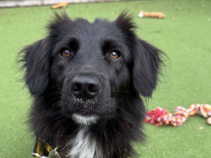 Tilly | Retriever (Flat Coated) Cross | Newbury (Berkshire) - 1
