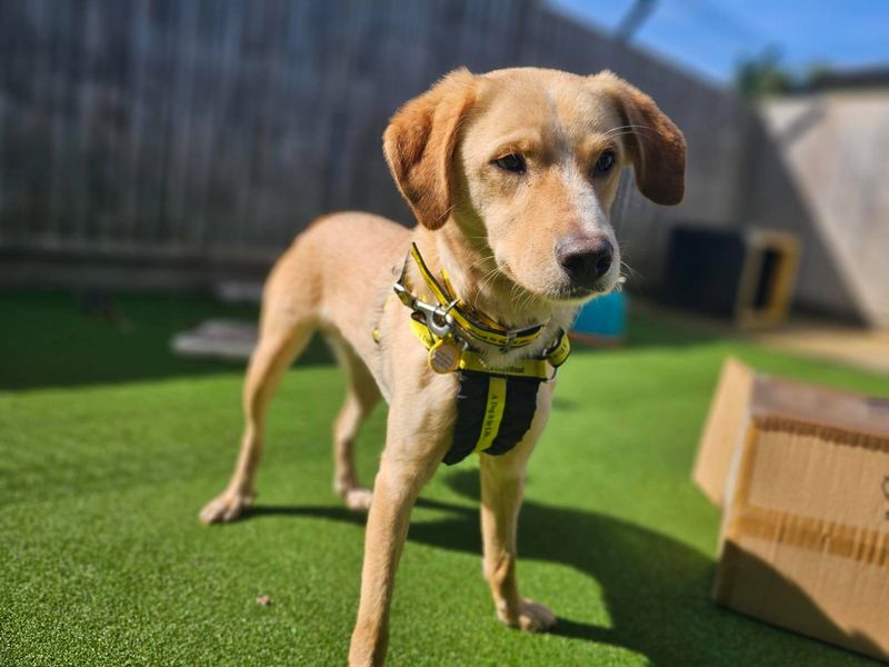 Artemis | Retriever (Labrador) Cross | Newbury (Berkshire) - 1