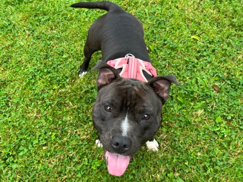 Staffordshire Bull Terrier for adoption in , – 2 years old