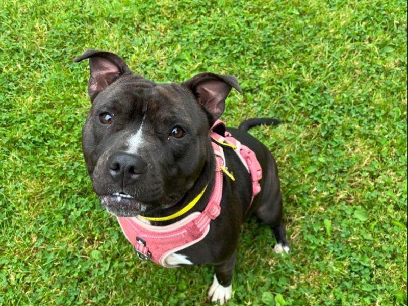 Staffordshire Bull Terrier for adoption in , – 2 years old - Image 2 of 2