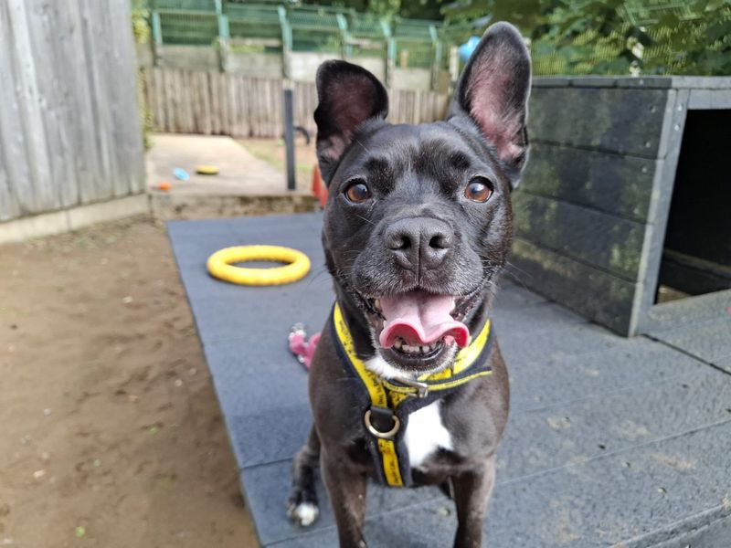 French Bulldog for adoption in Ilfracombe, North Devon – 7 years old - Image 2 of 3