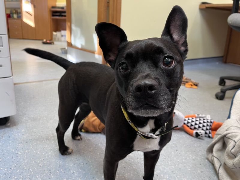 French Bulldog for adoption in Ilfracombe, North Devon – 7 years old - Image 3 of 3