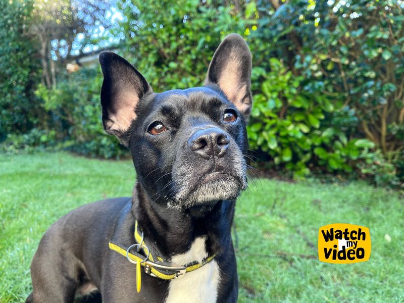 Winnie | Terrier (Patterdale) Cross | Ilfracombe - 1