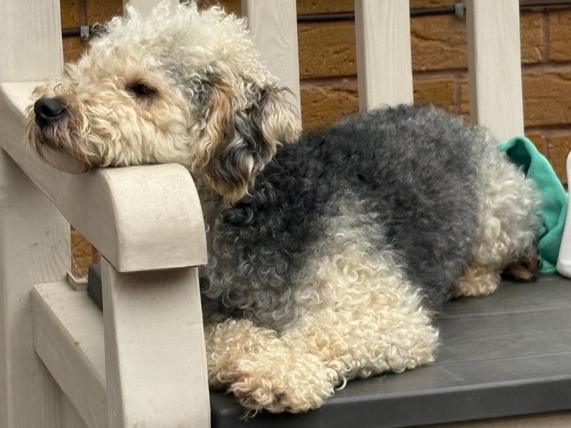 Poodle for adoption in Leeds, Yorkshire – 2 years old - Image 4 of 6