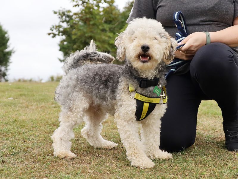 Poodle for adoption in Leeds, Yorkshire – 2 years old - Image 5 of 6