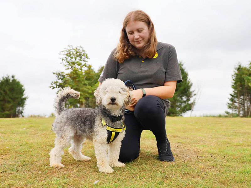 Poodle for adoption in Leeds, Yorkshire – 2 years old - Image 2 of 6