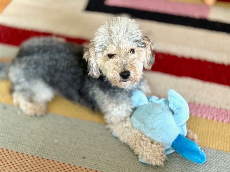 Poodle for adoption in Leeds, Yorkshire – 2 years old - Image 6 of 6