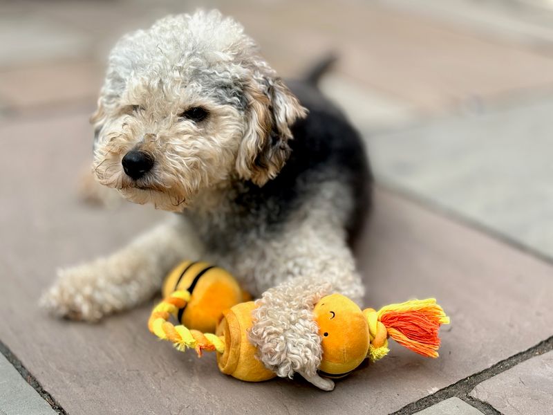 Poodle for adoption in Leeds, Yorkshire – 2 years old - Image 3 of 6
