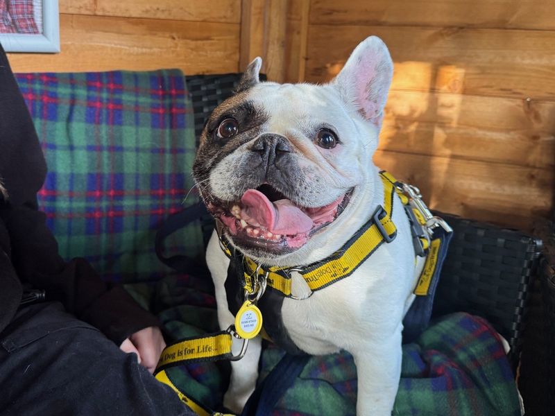 French Bulldog for adoption in West Calder, West Lothian – 6 years old - Image 5 of 6