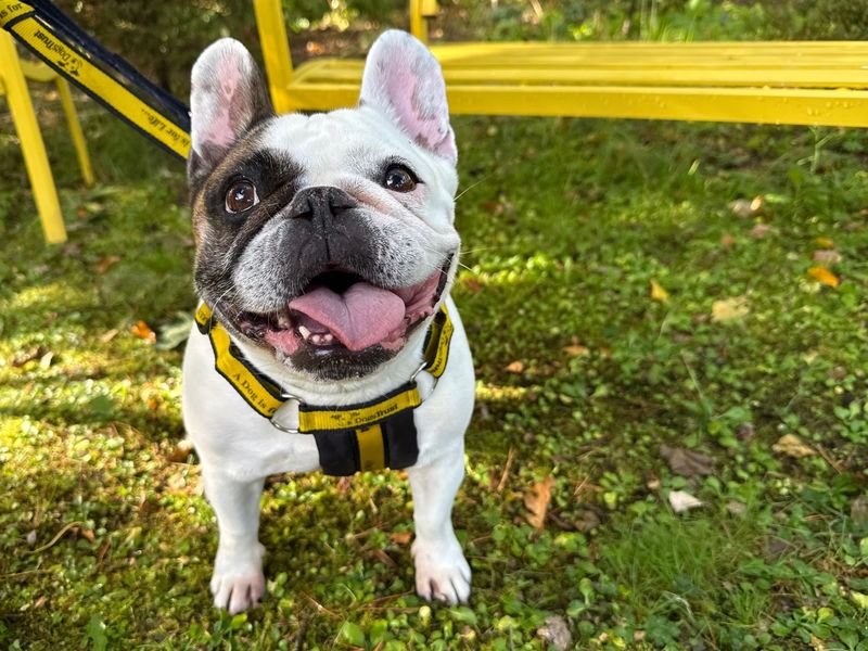 French Bulldog for adoption in West Calder, West Lothian – 6 years old - Image 6 of 6