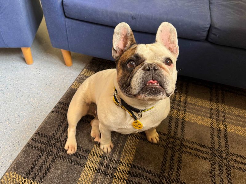 French Bulldog for adoption in West Calder, West Lothian – 6 years old - Image 4 of 6
