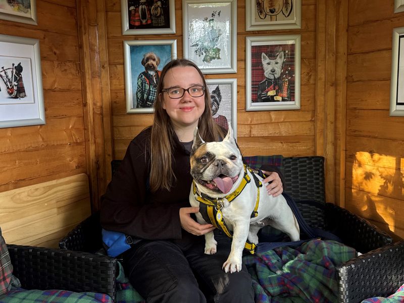 French Bulldog for adoption in West Calder, West Lothian – 6 years old - Image 1 of 6
