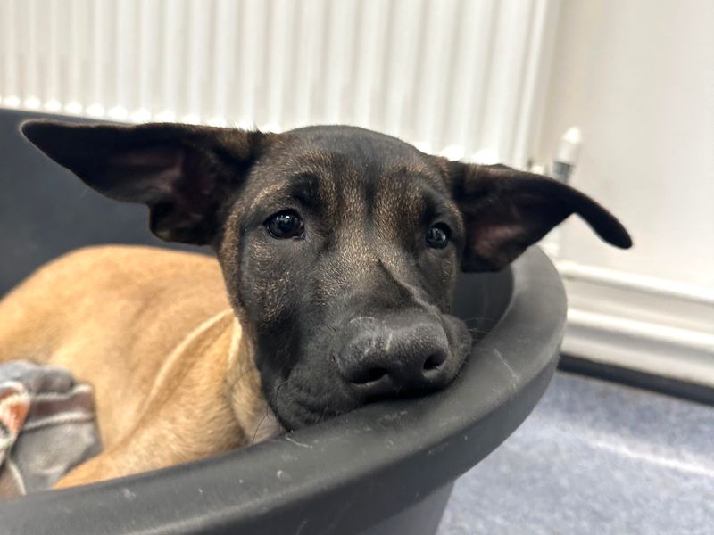 Mastiff for adoption in Shoreham by Sea, West Sussex – 3 months old
