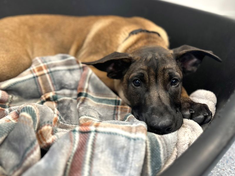 Mastiff for adoption in Shoreham by Sea, West Sussex – 3 months old - Image 2 of 3