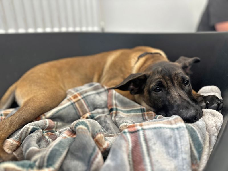 Mastiff for adoption in Shoreham by Sea, West Sussex – 3 months old - Image 3 of 3