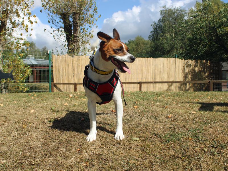 Jack Russell Terrier for adoption in Liverpool, Merseyside – 5 years old - Image 2 of 3