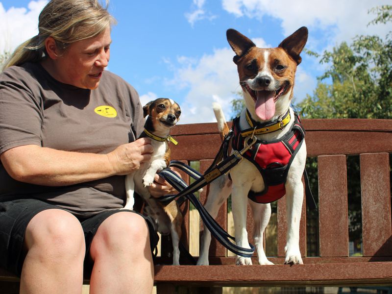 Jack Russell Terrier for adoption in Liverpool, Merseyside – 5 years old - Image 3 of 3
