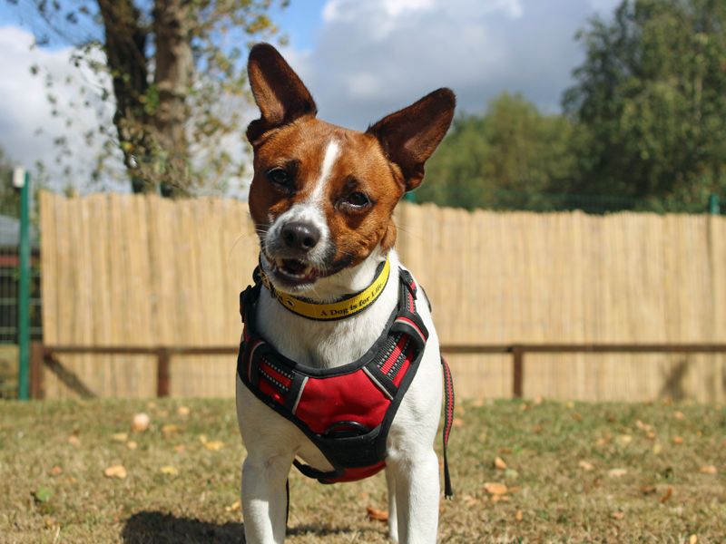 Jack Russell for adoption in Liverpool, Merseyside – 5 years old