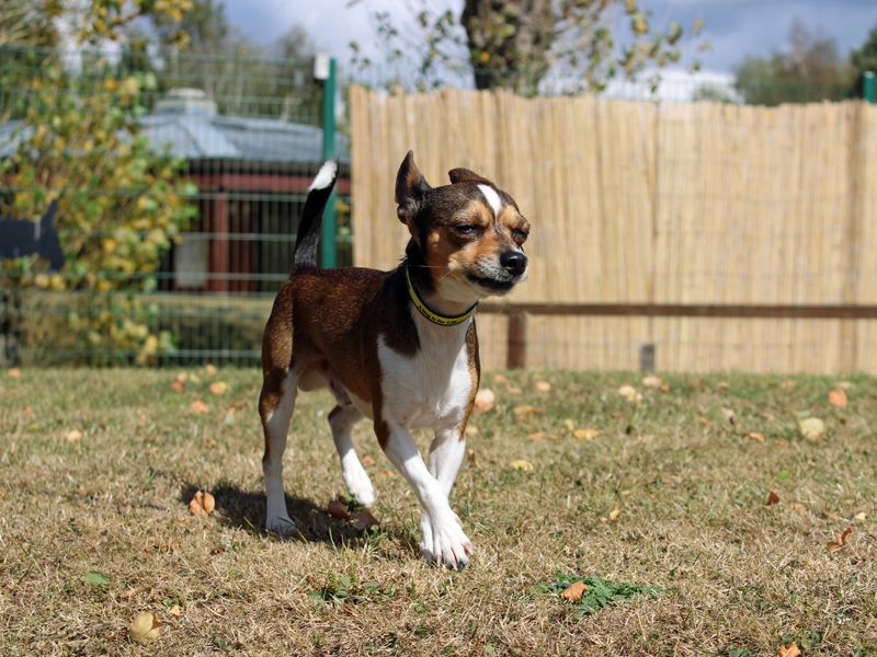 Jack Russell for adoption in Liverpool, Merseyside – 4 years old