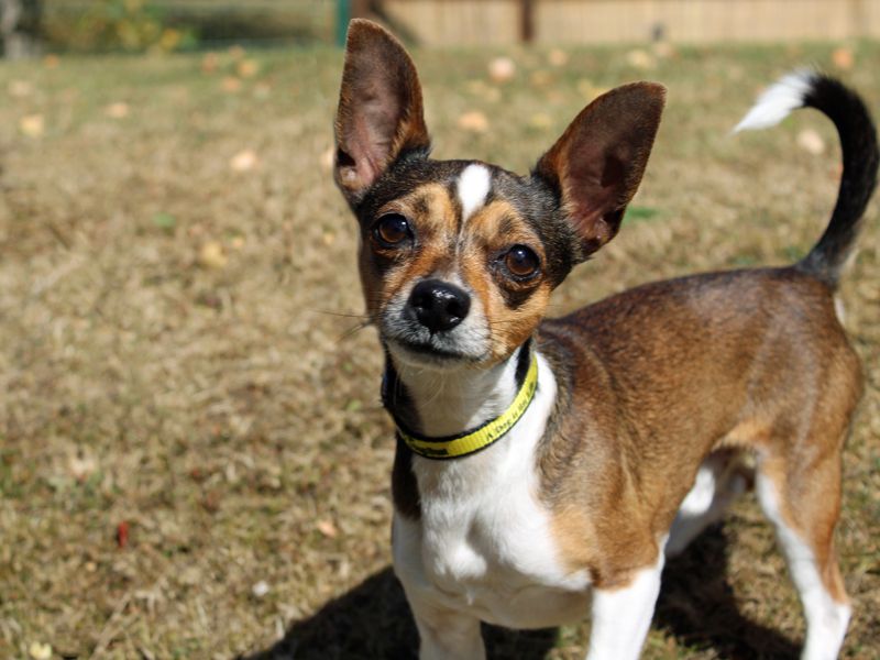 Jack Russell Terrier for adoption in Liverpool, Merseyside – 4 years old - Image 3 of 3