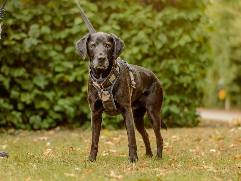 Springer Spaniel for adoption in Kenilworth, Warks – 7 years old - Image 3 of 4
