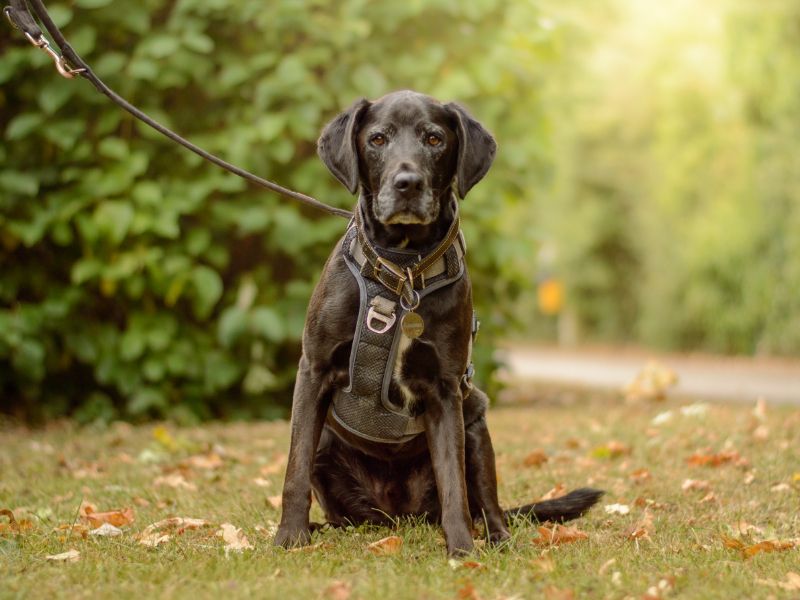 Bowen | Terrier (Patterdale) Cross | Kenilworth (West Midlands) - 1