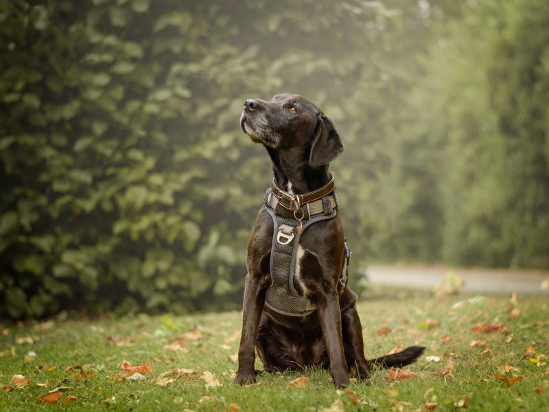 Springer Spaniel for adoption in Kenilworth, Warks – 7 years old - Image 2 of 4