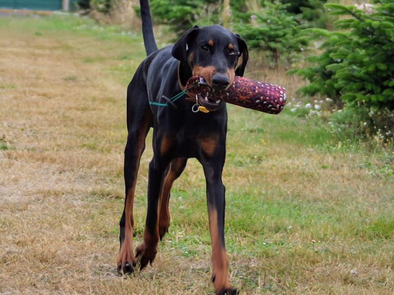 Doberman for adoption in Newbury, Berks – 11 months old