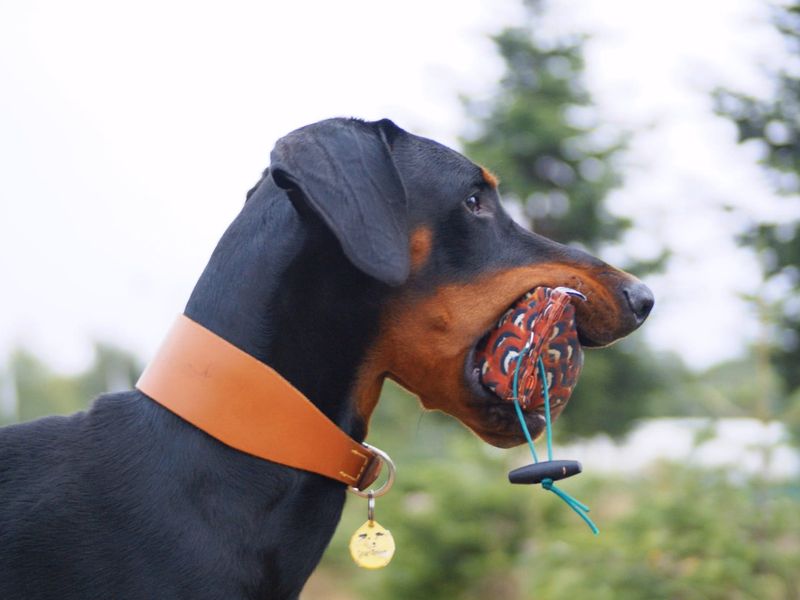Doberman for adoption in Newbury, Berks – 11 months old - Image 2 of 2