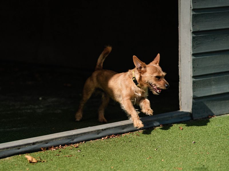 Jack Russell Terrier for adoption in Shoreham by Sea, West Sussex – 4 years old - Image 3 of 4