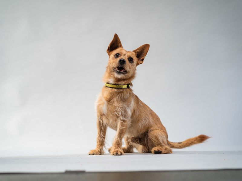 Jack Russell Terrier for adoption in Shoreham by Sea, West Sussex – 4 years old - Image 2 of 4