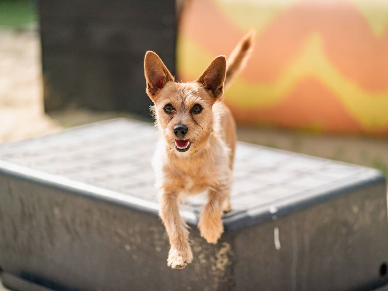 Jack Russell Terrier for adoption in Shoreham by Sea, West Sussex – 4 years old - Image 4 of 4
