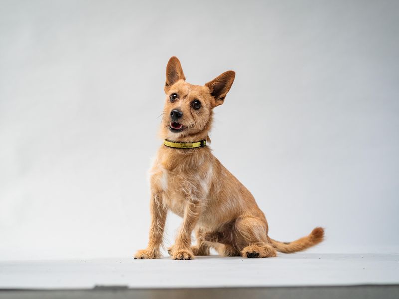 Jack Russell Terrier for adoption in Shoreham by Sea, West Sussex – 4 years old