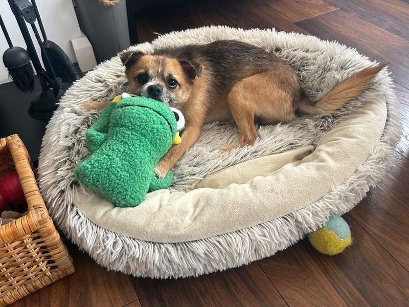 Bear | Pomeranian Cross | Kenilworth (West Midlands) - 3