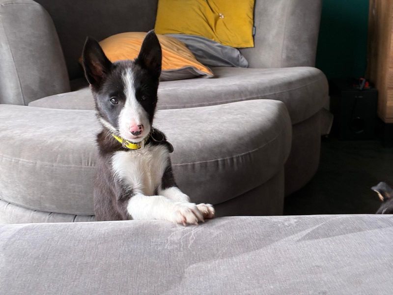 Border Collie for adoption in West Calder, West Lothian – 4 months old