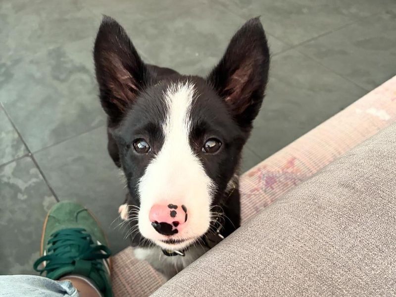 Border Collie for adoption in West Calder, West Lothian – 4 months old - Image 2 of 2