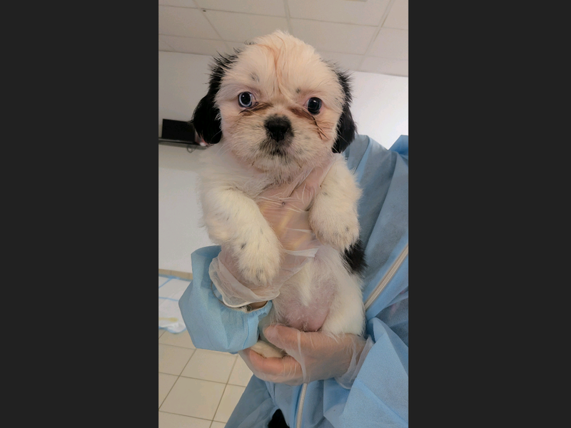 French Bulldog for adoption in Leeds, Yorkshire – 8 weeks old