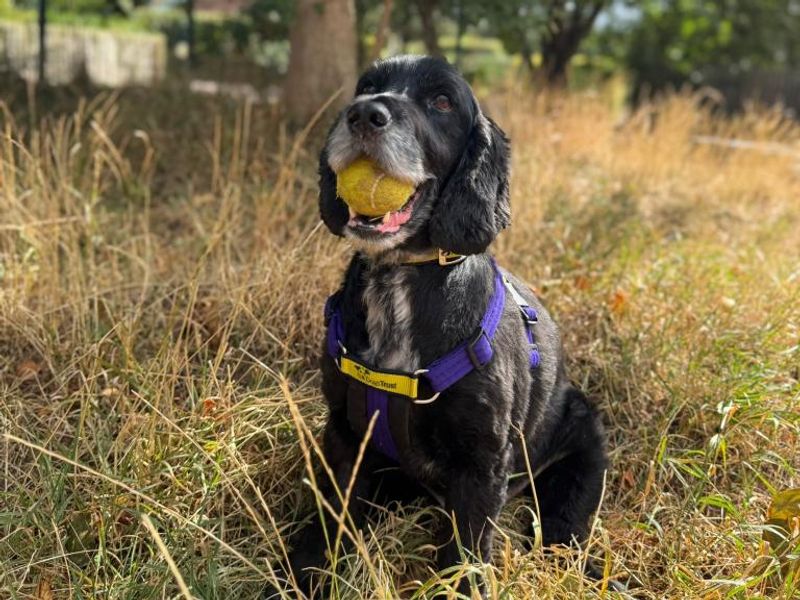 Cocker Spaniel for adoption in Telford, Shropshire – 10 years old - Image 4 of 4