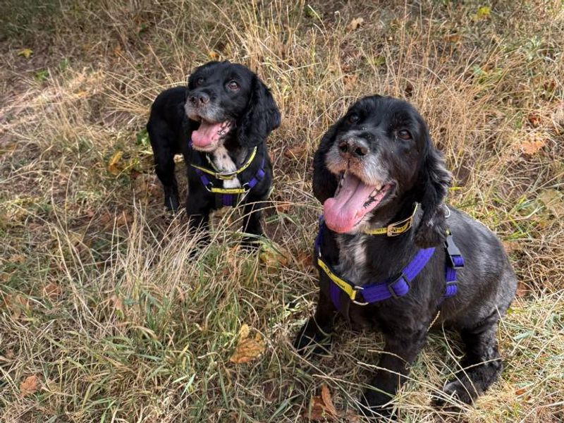 Cocker Spaniel for adoption in Telford, Shropshire – 10 years old