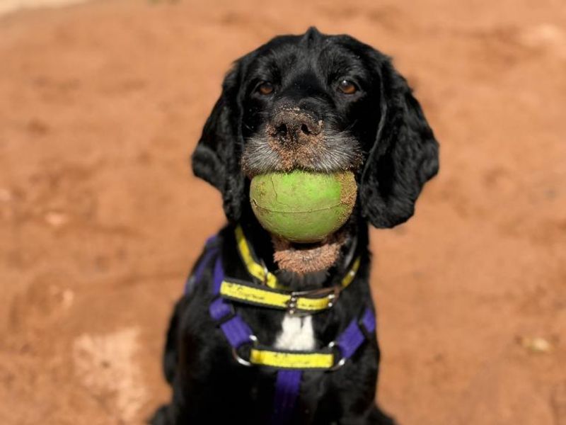Cocker Spaniel for adoption in Telford, Shropshire – 10 years old - Image 2 of 4
