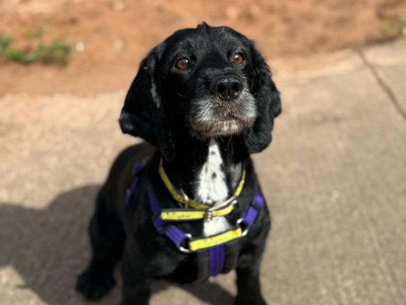 Cocker Spaniel for adoption in Telford, Shropshire – 10 years old - Image 3 of 4